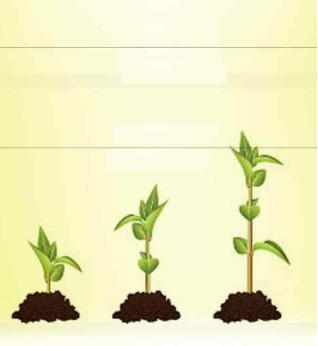 PlantGrowTracking
